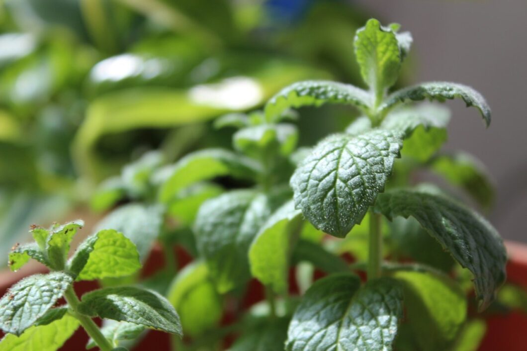 Crush Cravings Naturally with This Simple Peppermint Hack!