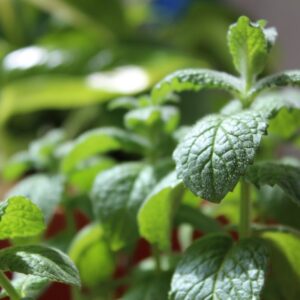 Crush Cravings Naturally with This Simple Peppermint Hack!