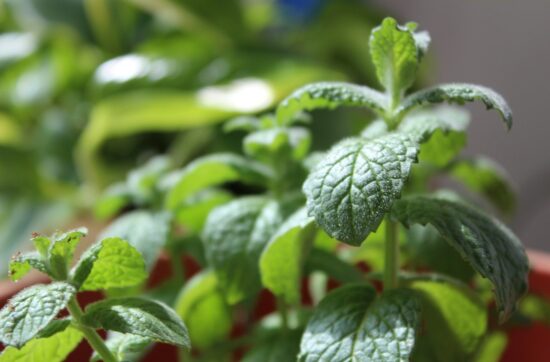Crush Cravings Naturally with This Simple Peppermint Hack!